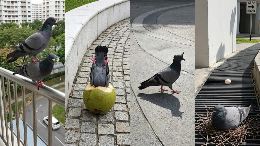 鸽巢奇观